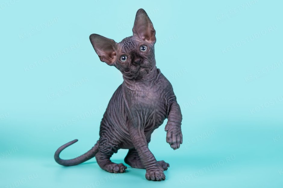 Канадский сфинкс черный котенок