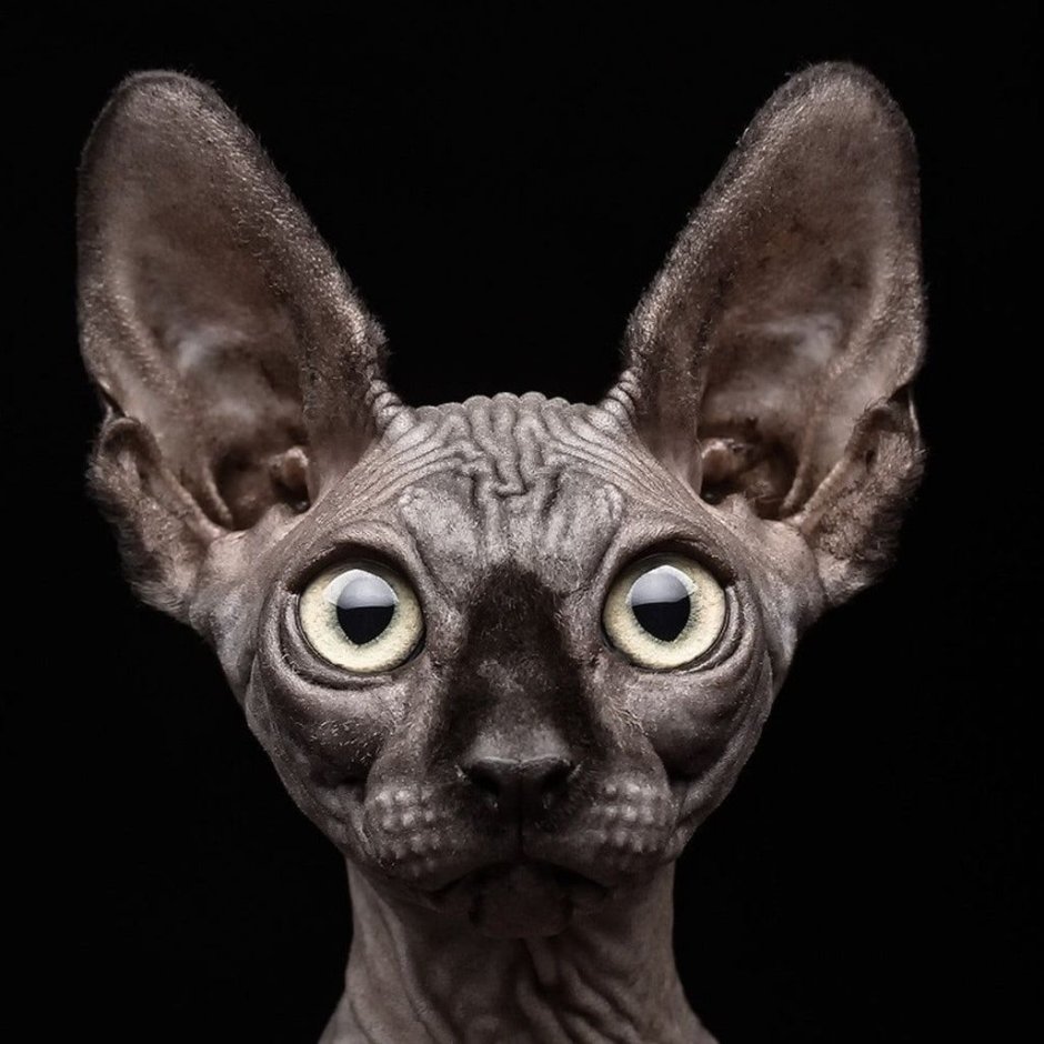 Лысая кошка сфинкс черный