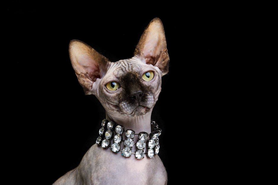 Сфинкс кошка