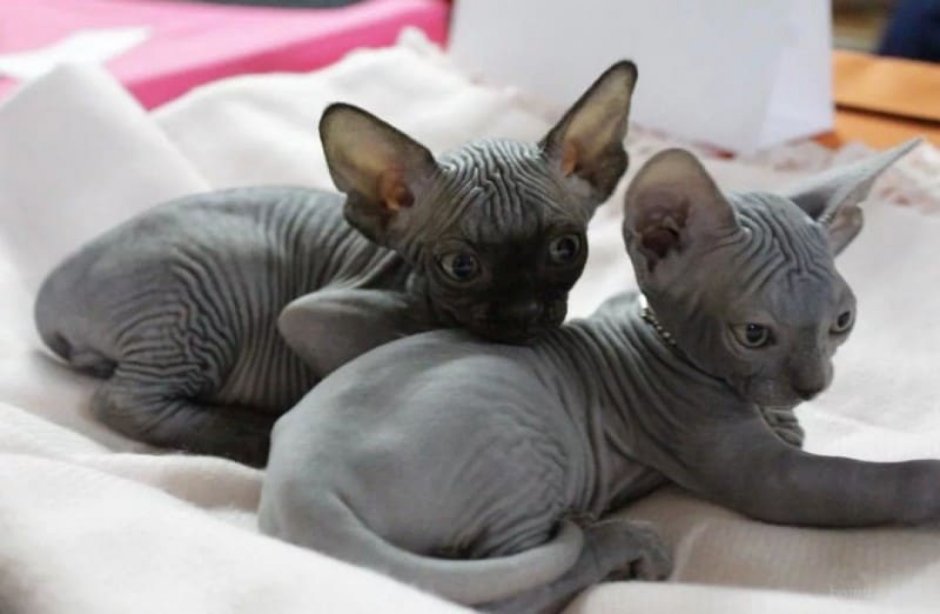 Канадский сфинкс котята