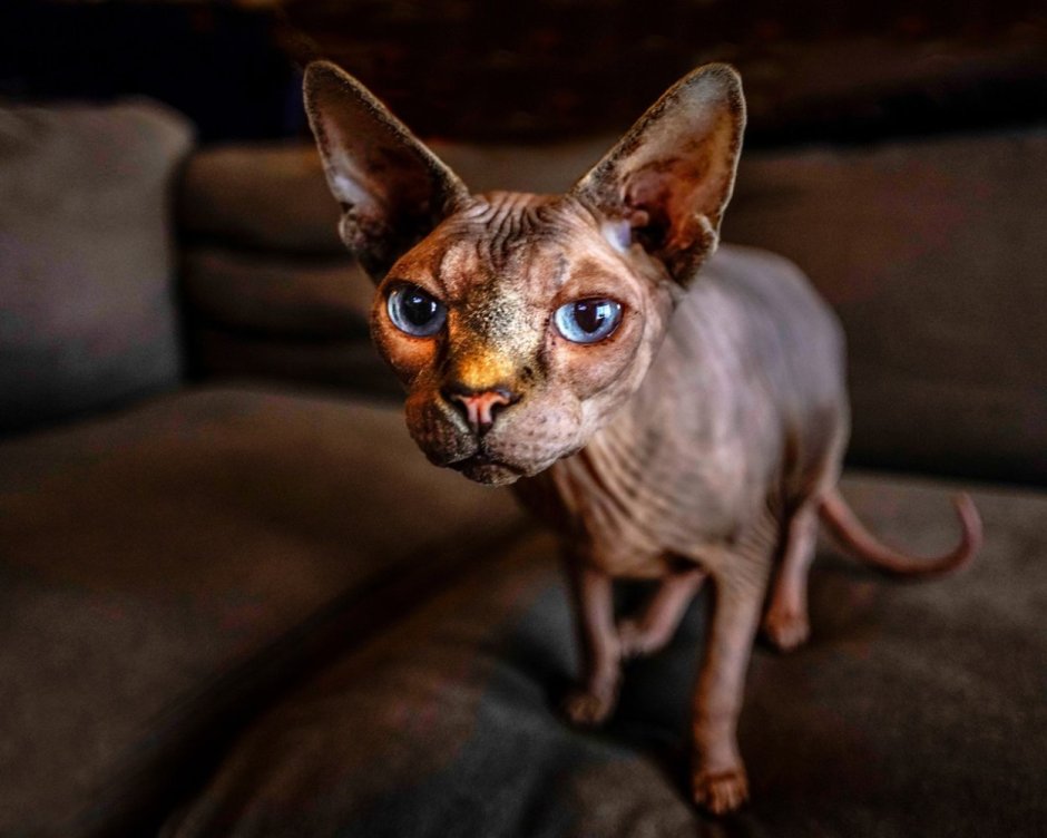 Канадский сфинкс черный