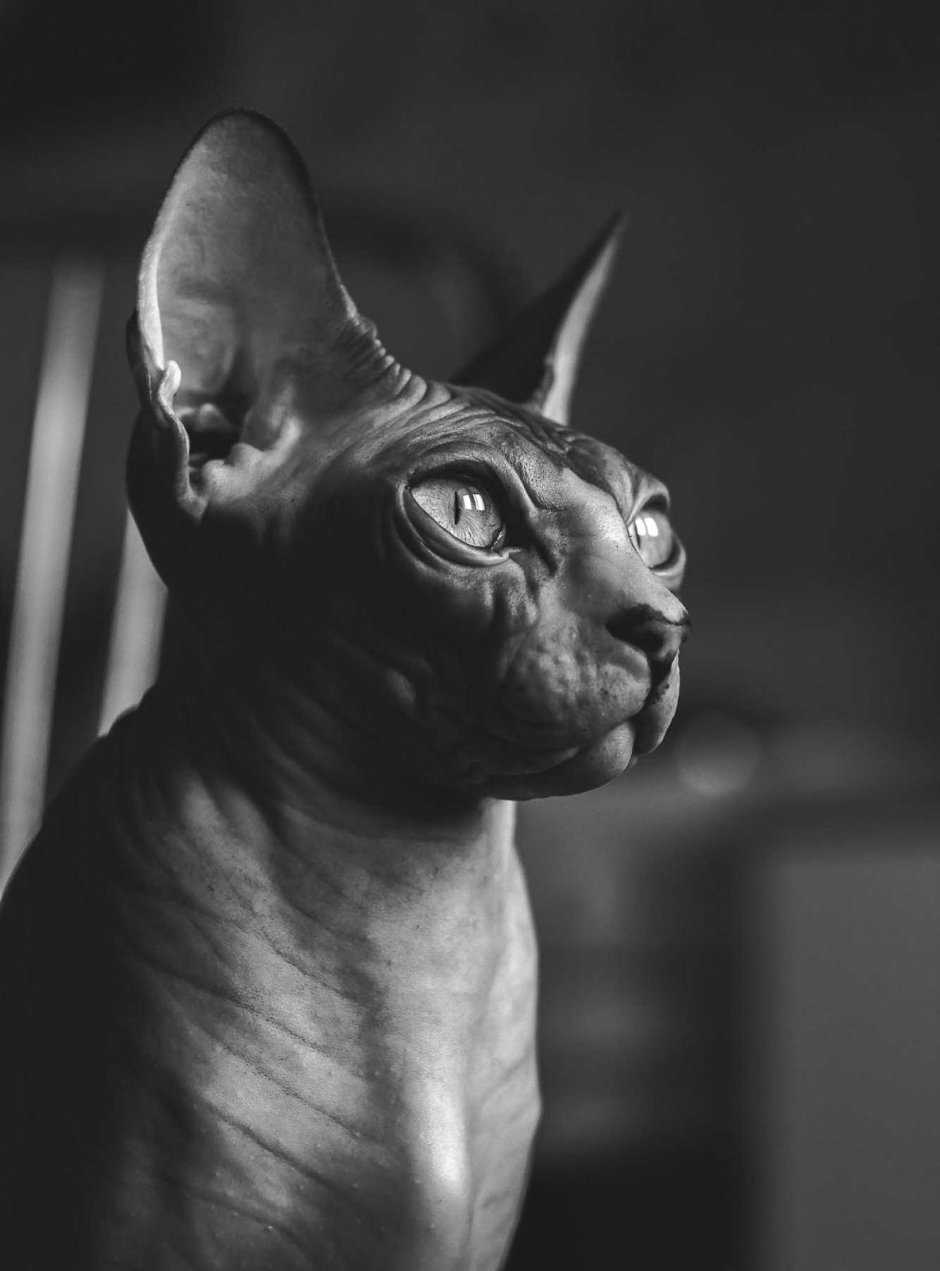 Канадский сфинкс черный