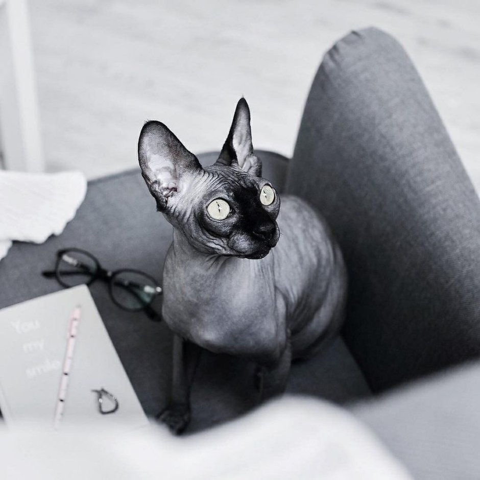 Чёрный сфинкс кошка