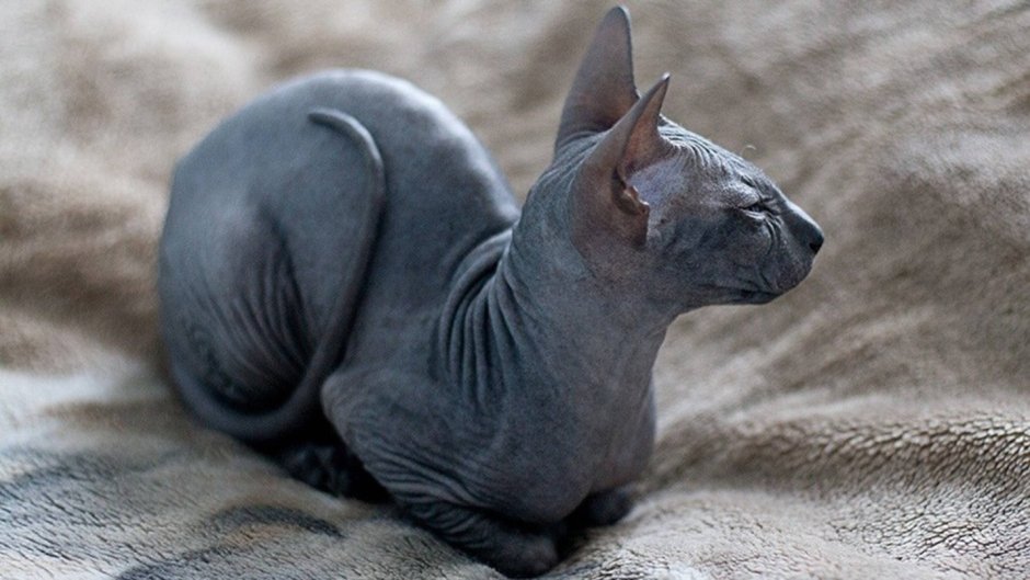 Петерболд кошка