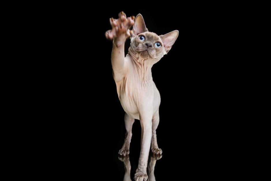 Канадский сфинкс лапы