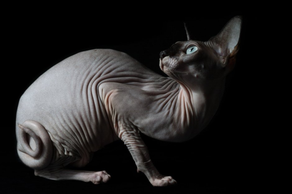 Сфинкс кошка