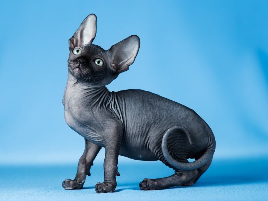 Сфинкс (порода кошек)