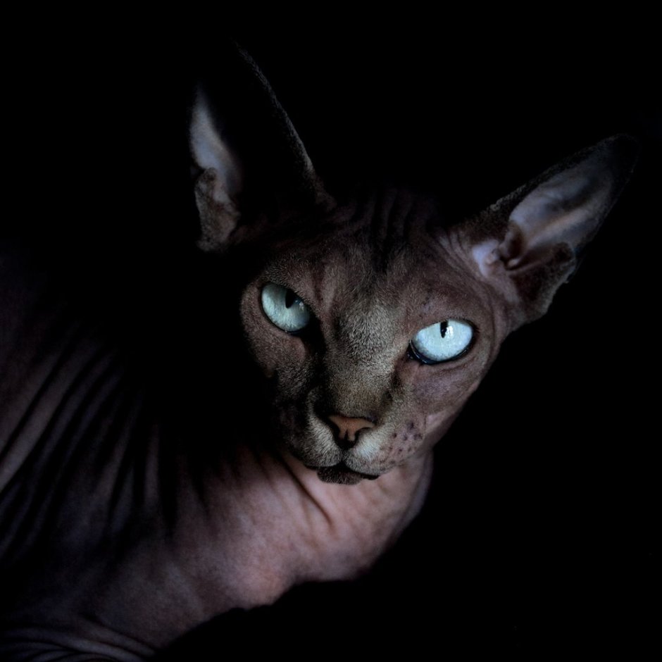 Чёрный сфинкс кошка с голубыми глазами