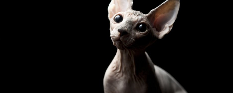 Лысые кошки на рабочий стол