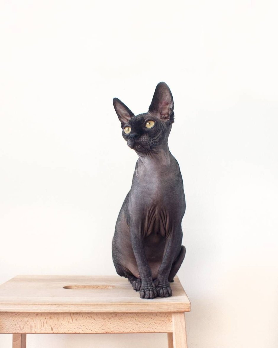 Чёрный сфинкс кошка