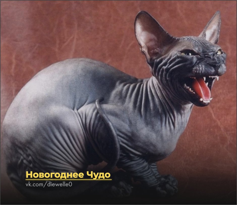 Канадский сфинкс леопардовый