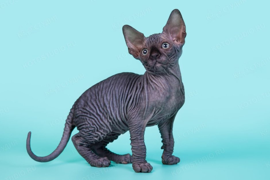 Канадский сфинкс котята