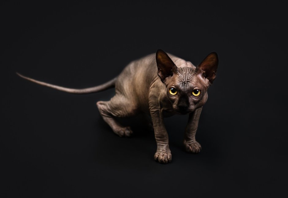 Сфинкс кошка коричневая
