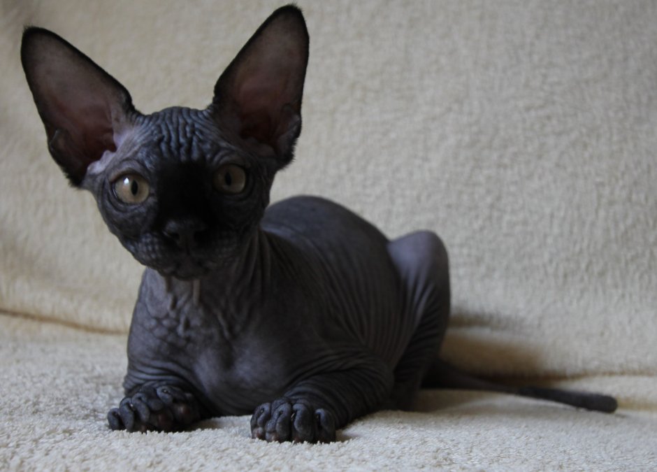 Сфинкс Солид канадский