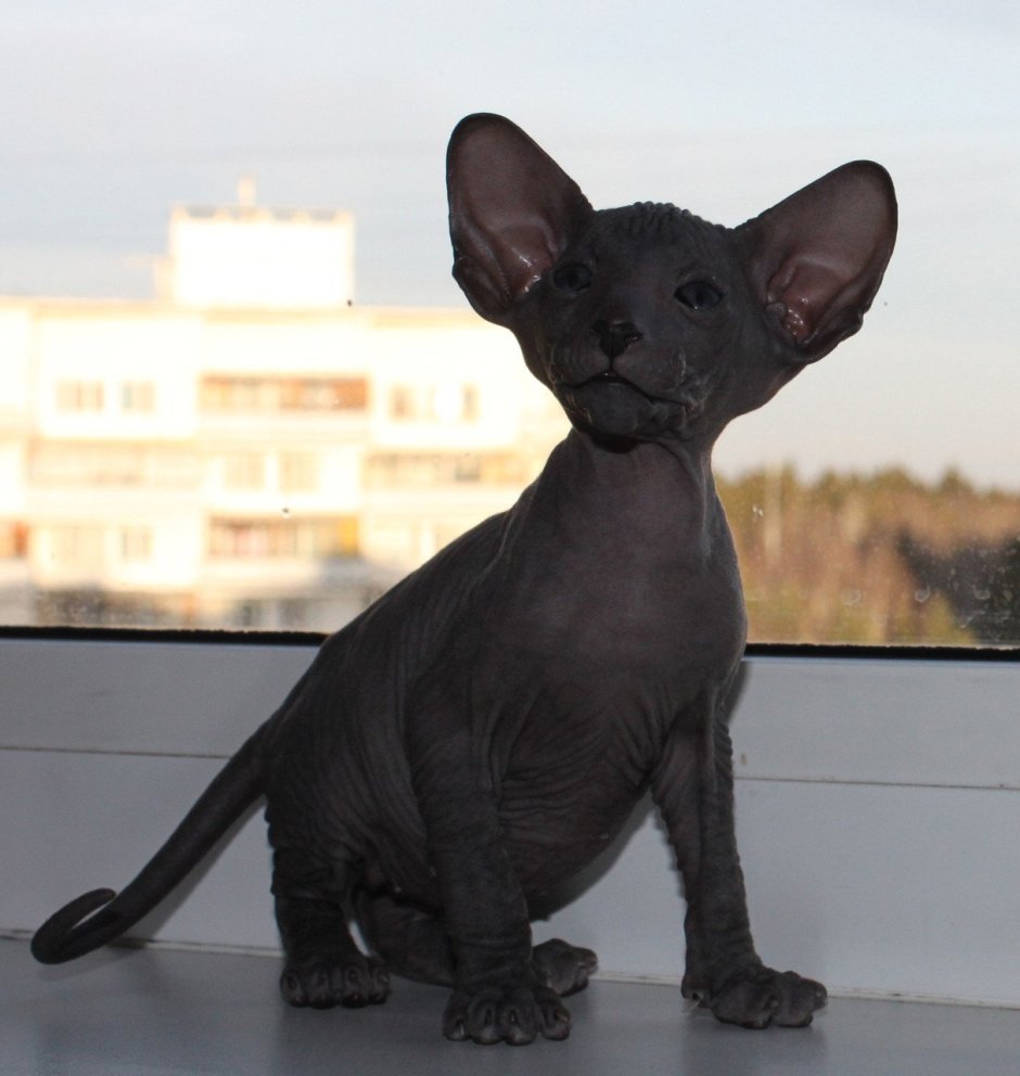 Порода сфинкс Петерболд