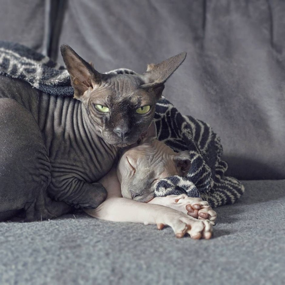 Канадский сфинкс серый