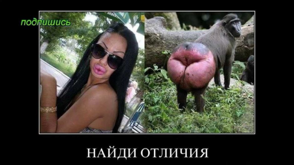 Шимпанзе показывает губы