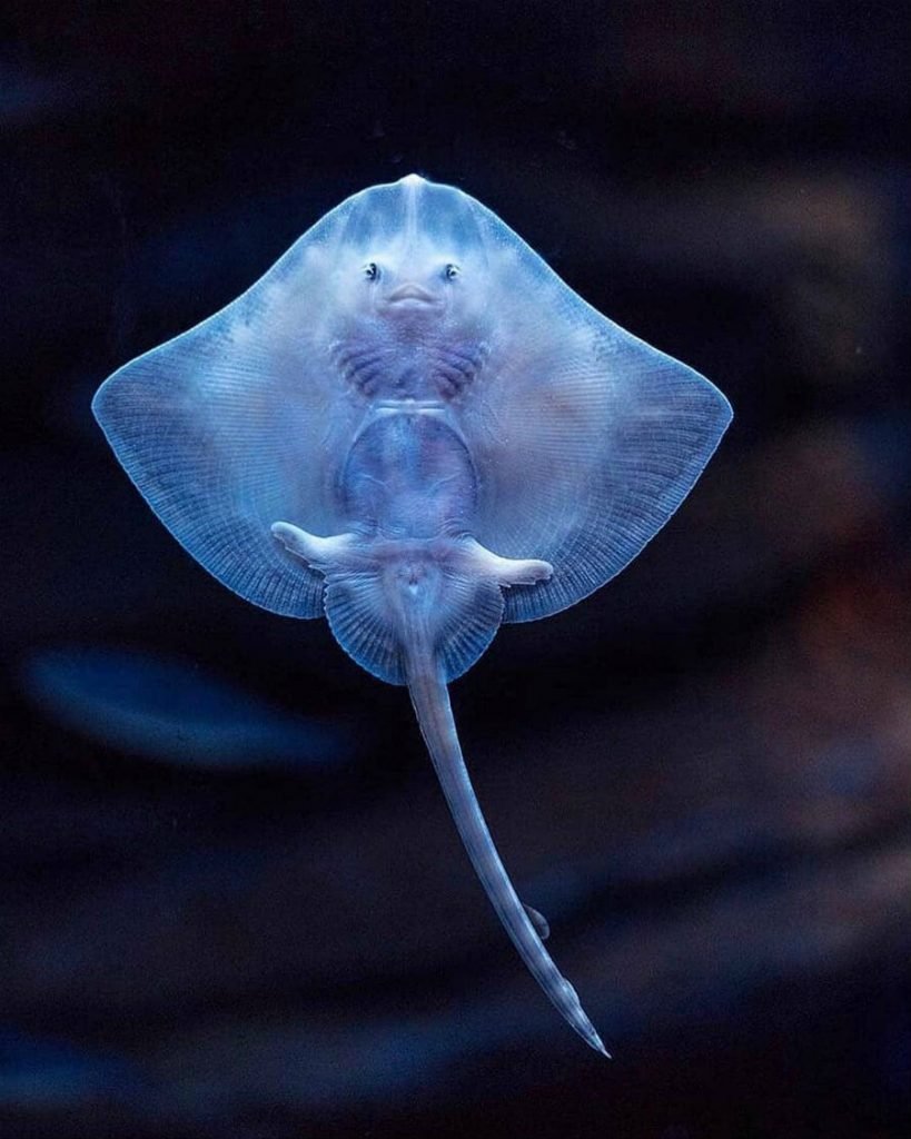 Скат хвостокол Мальдивы