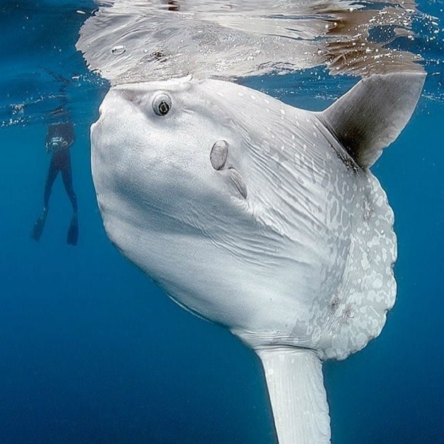 Медуза корнерот и цианея