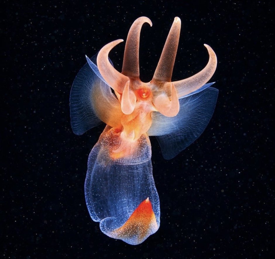 Рахнелла Акватилис