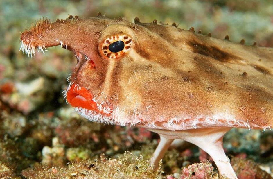 Нетопырь короткорылый рыба