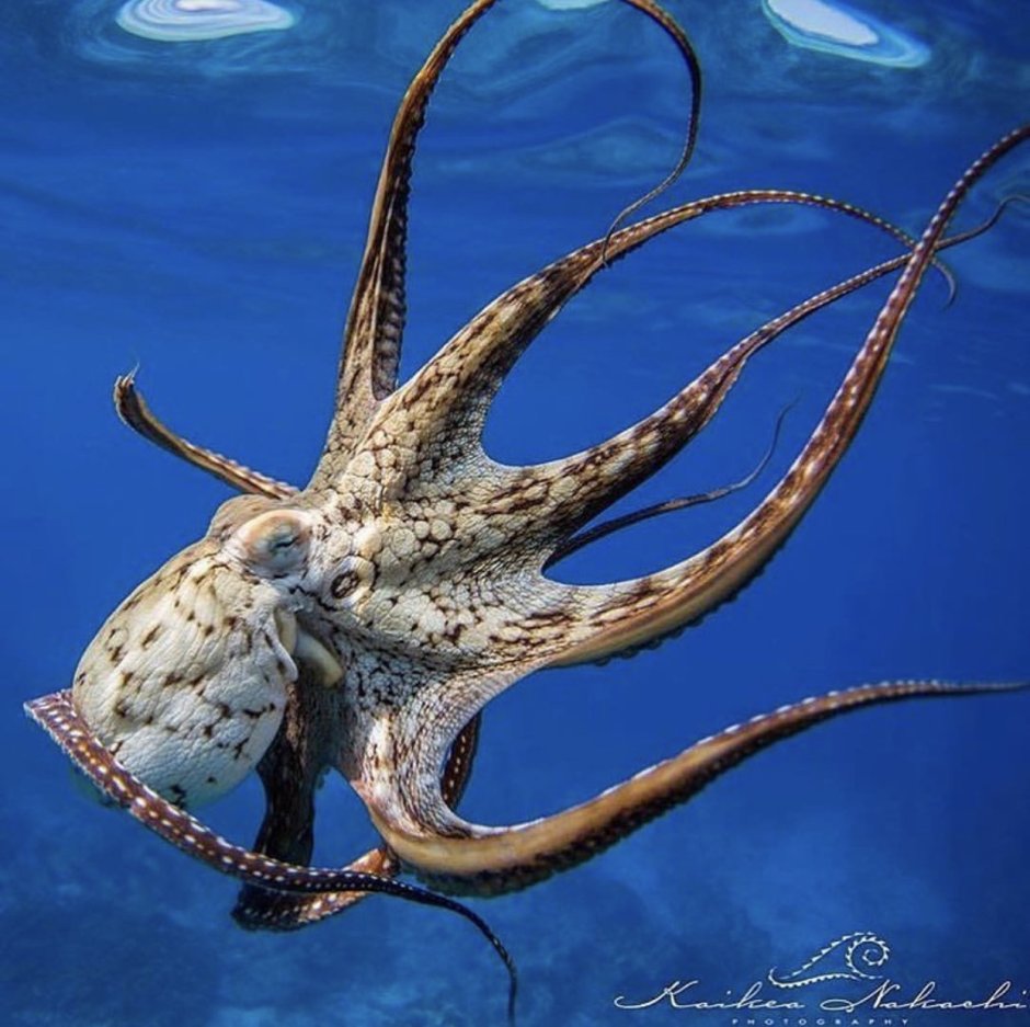 Голожаберный моллюск испанский танцор