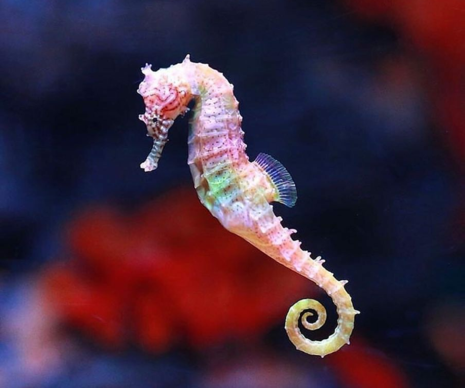 Рыба крылатка хуманизация