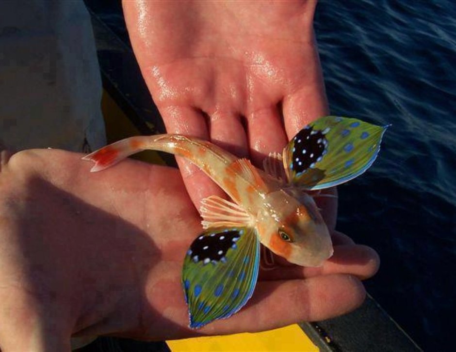 Длиннощупальцевый Спрут