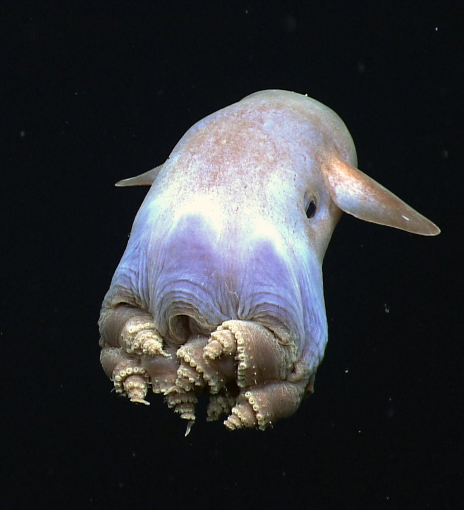 Рыба Скорпион Эшмейера морская