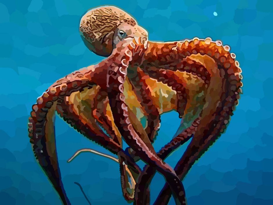 Тихоокеанский осьминог