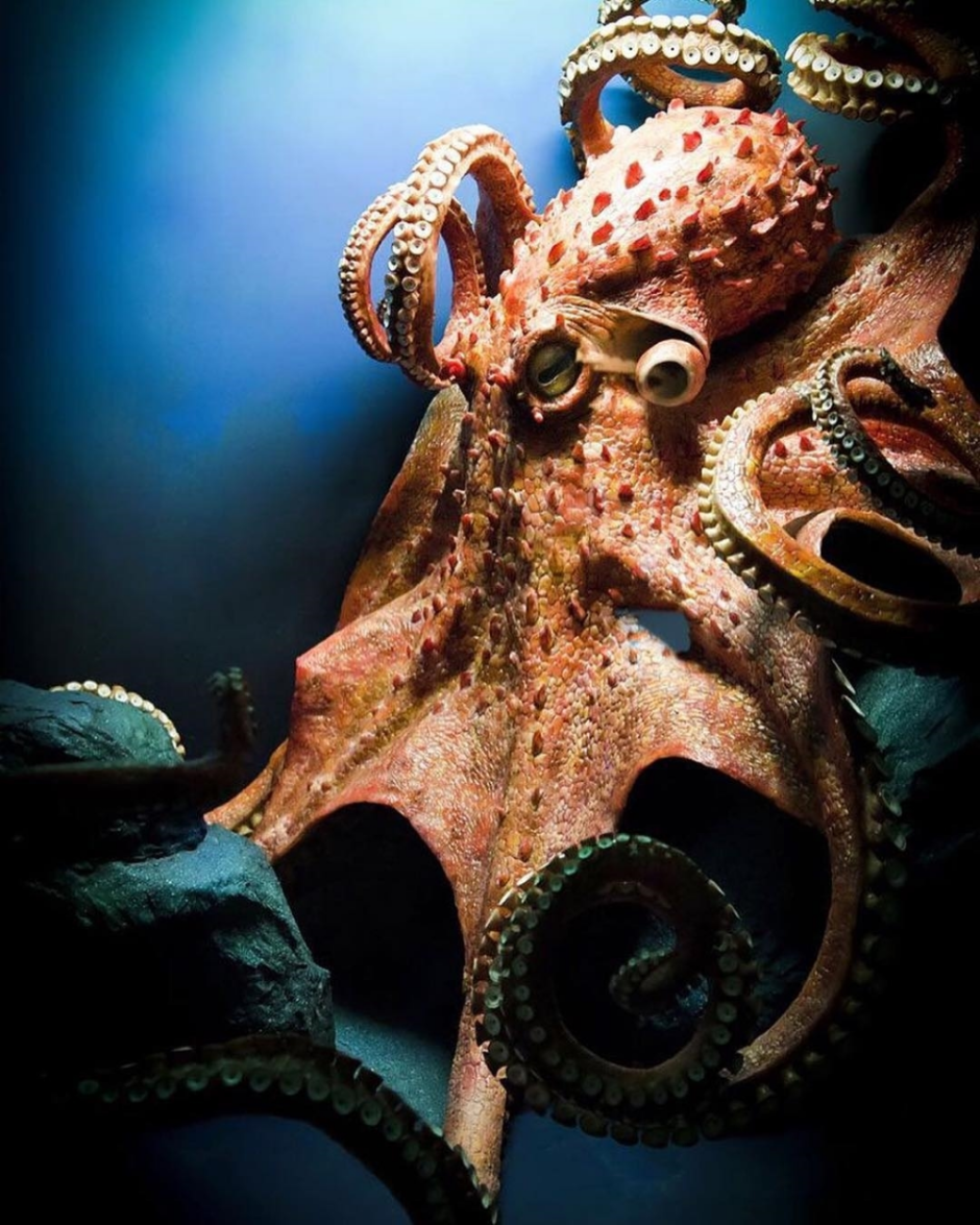 Кишечнополостные корономедузы