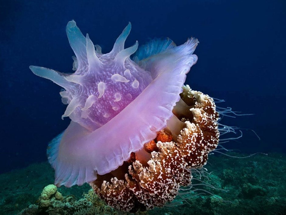 Глубоководный осьминог Дамбо