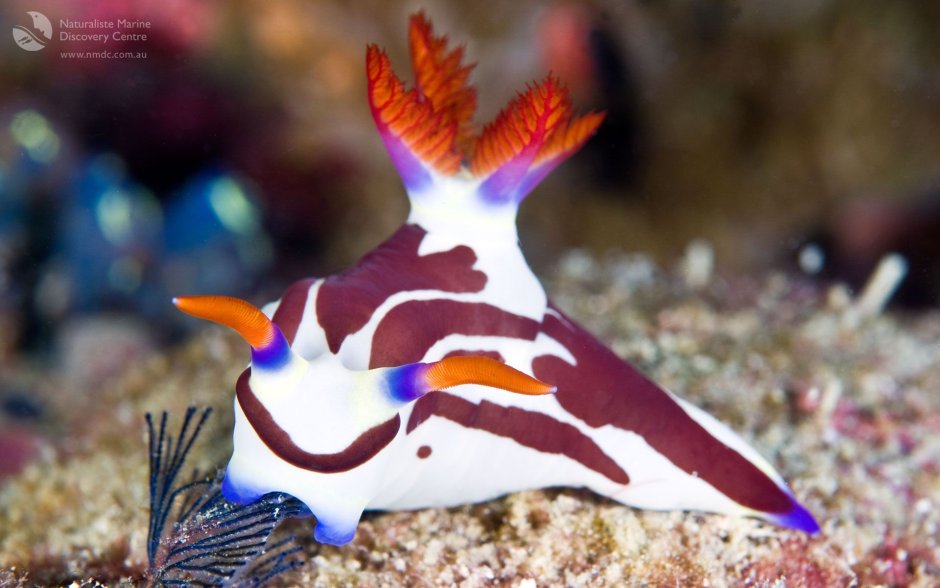 Моллюск ЭОЛИС