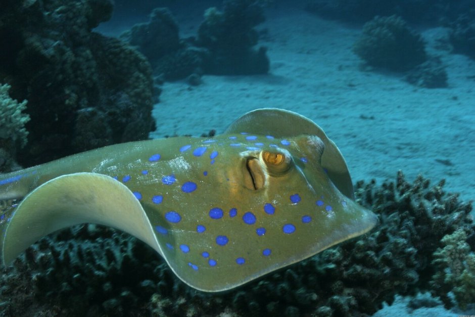 Рыба Луна мола мола