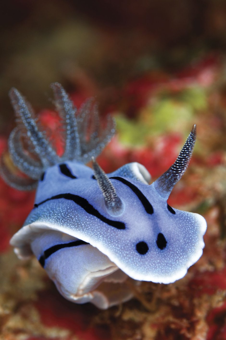 Helicocranchia pfefferi