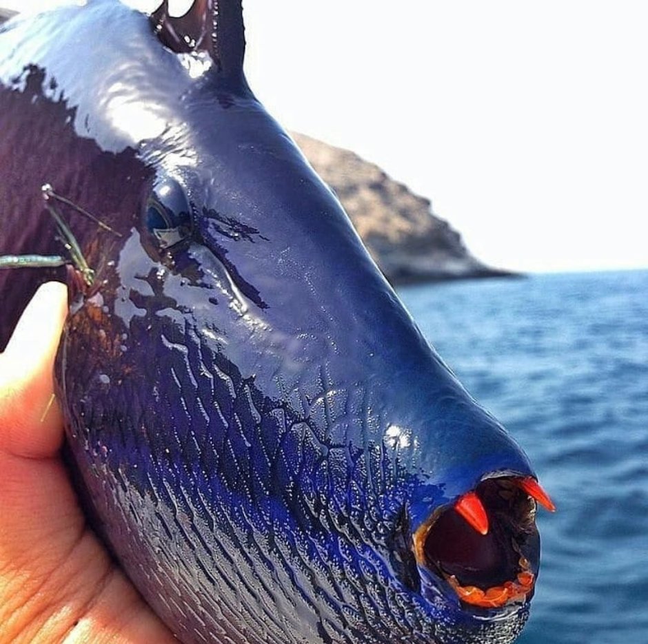 Медуза Цефея