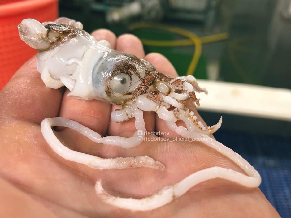 Медуза Mauve Stinger