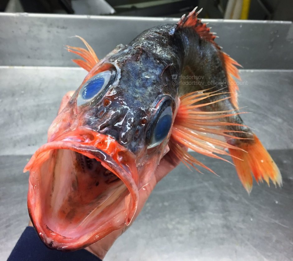 Зубастый кальмар promachoteuthis sulcus