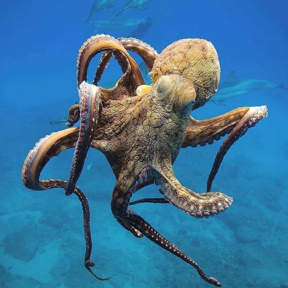 Медузы хищники