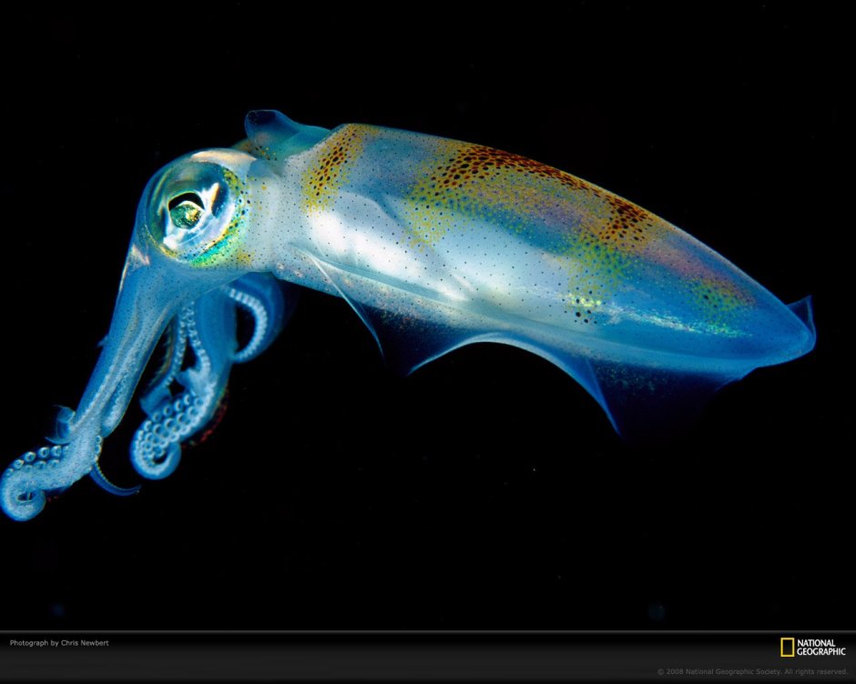 Гиппокамп морской конек