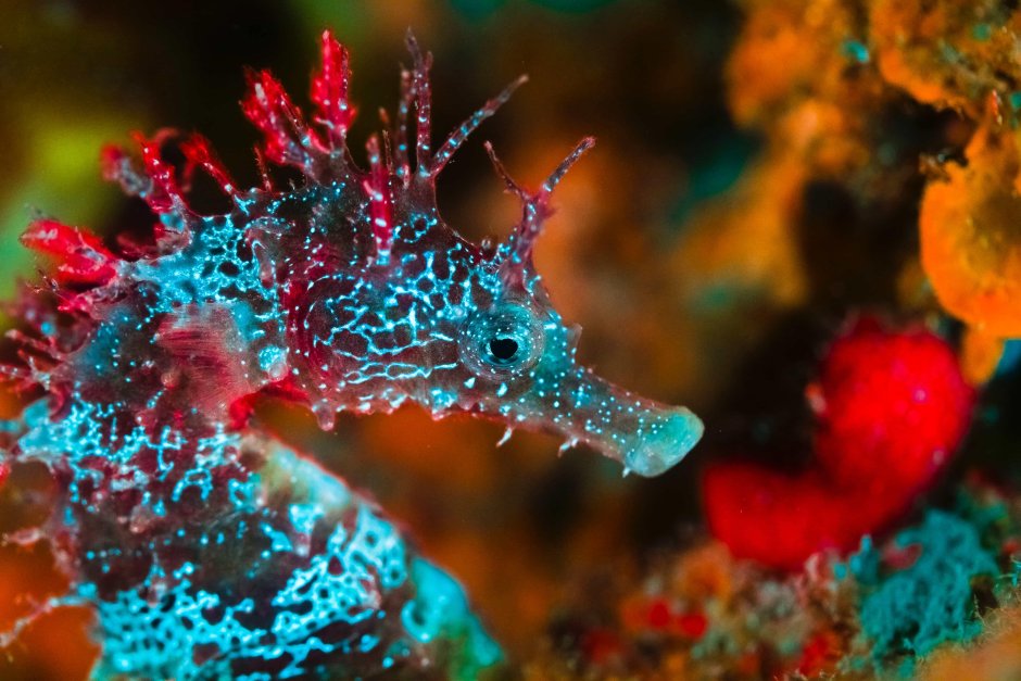 Подводный мир аквалангист девушка