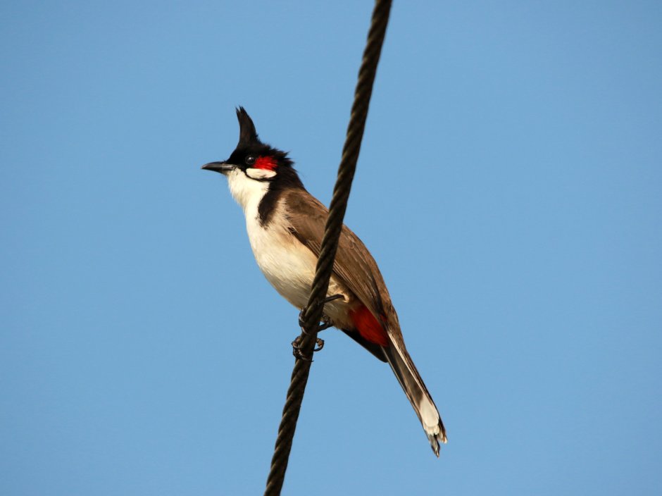 Pycnonotus melanoleucos)