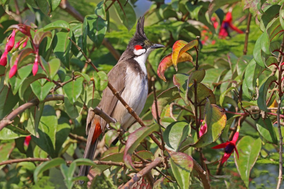 Pycnonotus nigricans