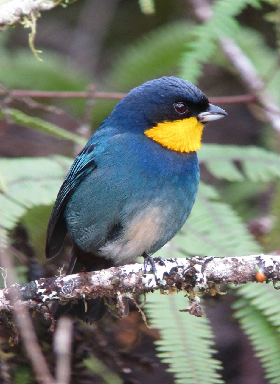 Puff-backed Bulbul