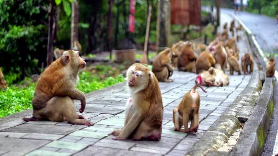 Гора обезьян — Monkey Hill Пхукет