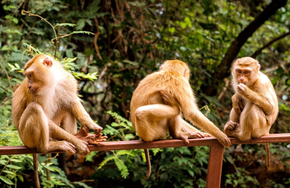 Monkey Hill Пхукет