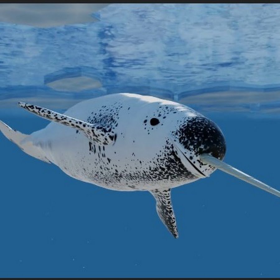 Самый большой нарвал в мире