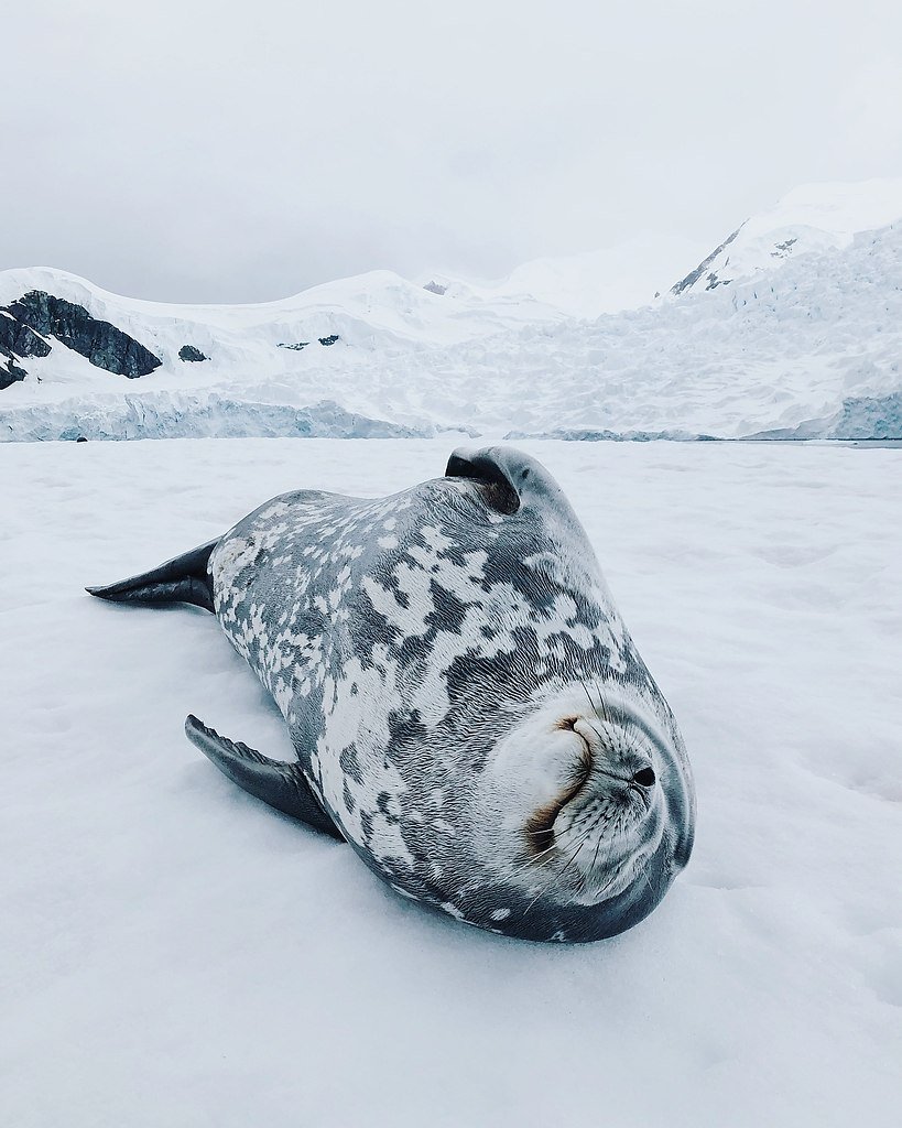 Обитатели Антарктиды