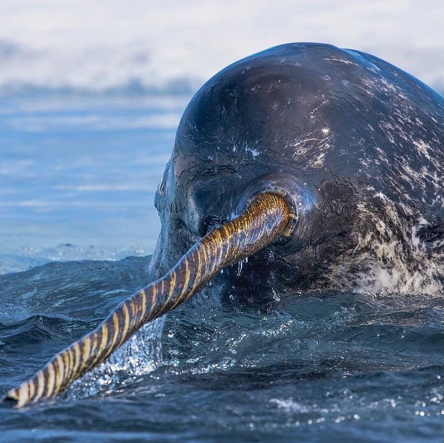 Нарвал (monodon Monoceros)