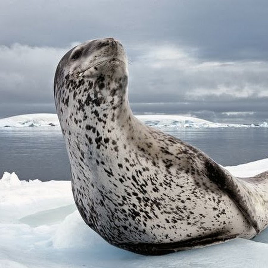 Морской леопард